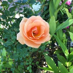 Meet your Posher, Natali